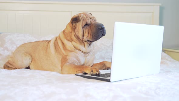 funny sharpei dog lying on a bed or sofa and looking at a laptop monitor