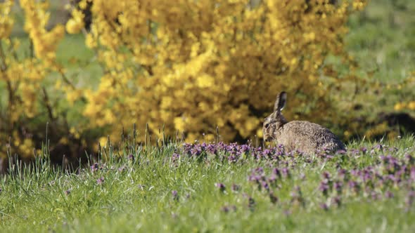 Lone hare in meadow groom and wash by gliding paws over face - slow motion