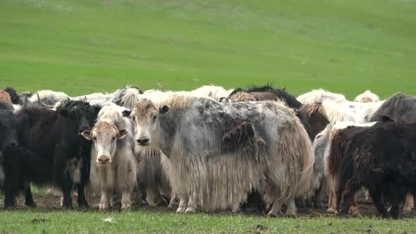 Herd of Long-Haired Yak Flock in Asian Meadow