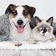 Cute Kitten and Puppy Playing Together - VideoHive Item for Sale
