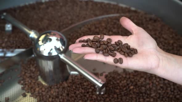 Coffee beans roasting machine with female Roastmaster checking the roasted batch by hand, Close up s