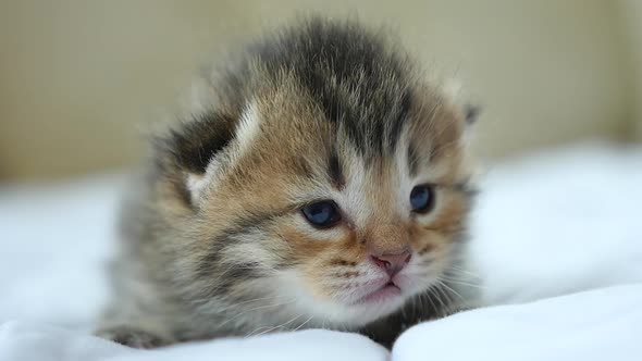 Close Up Of Scottish Kitten Lying On White Blanket