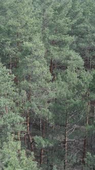 Vertical Video of Pine Forest Aerial View Slow Motion