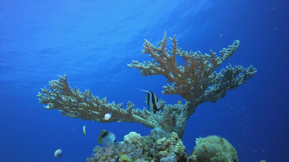 Coral Reef Marine Life