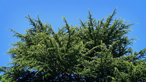 Huge Pine Tree On Sunny Day