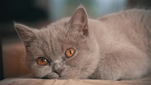 Pedigree Gray Domestic Cat Sleeps on a High Chair in the Apartment