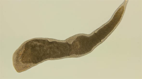 Microstomida Worm Under a Microscope. Order Dolichomicrostomida