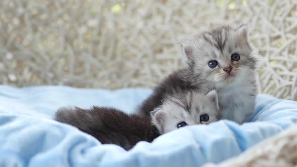 Close Up Of Scottish Kittens Playing On Bed