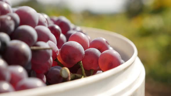 Shallow DOF of juicy  common grape vine   4K 2160p 30fps UltraHD footage - Close-up of Vitis vinifer