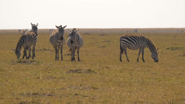 Five zebras in Masai Mara