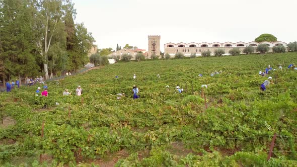 Aerial view of group working on hill grapes fields in Greece.