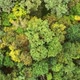 Yellow And Green Trees - VideoHive Item for Sale