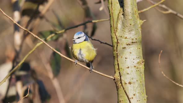 Eurasian Blue Tit Sitting on a Small Twig with Forest Background Passerine Bird