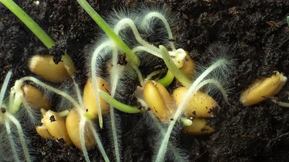 Concept of Agriculture and Farming. Germination of Wheat Seeds in Soil