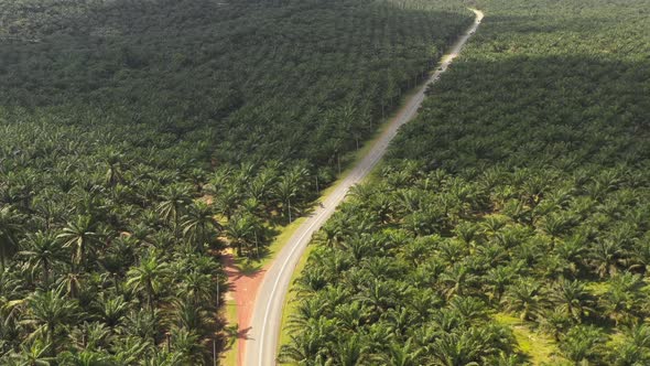 Two cyclists moving along the vast oil palm plantation in Malaysia