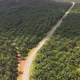 Two cyclists moving along the vast oil palm plantation in Malaysia - VideoHive Item for Sale