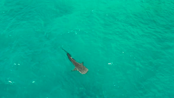 Whale Shark in the Clear Blue Water. Philippines, Cebu