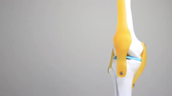 Mock Up of a Medical Knee Joint on a White Background