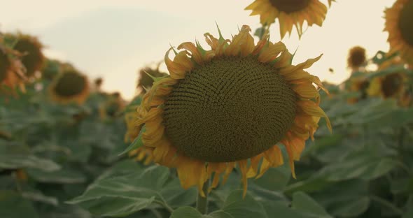 Beautiful Sunflowers Leaned at Camera at Sunset on Sky Background