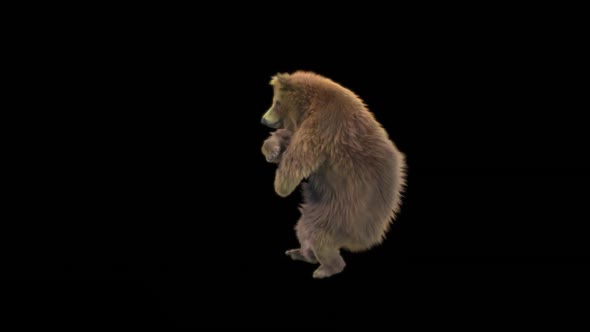 116 Bear Dancing HD