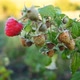 Slow motion ripe red juicy raspberry in the garden - VideoHive Item for Sale