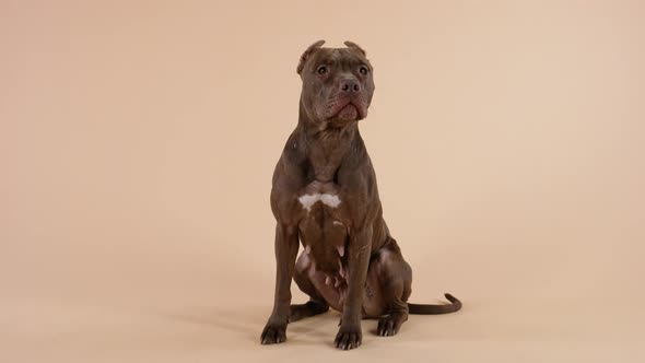 Front View of an American Pit Bull Terrier Sitting Fulllength Looking in Front of Him and Licking