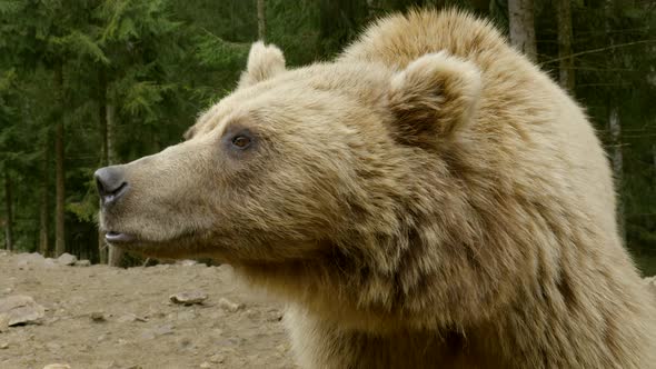 A Big Brown Bear in the Forest