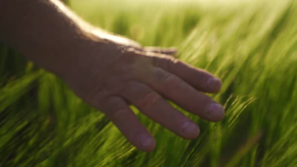 Happy farmer rejoices in the harvest. Landowner inspects a crop of wheat.