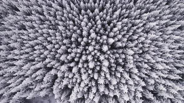 Frozen Trees Topdown Aerial View