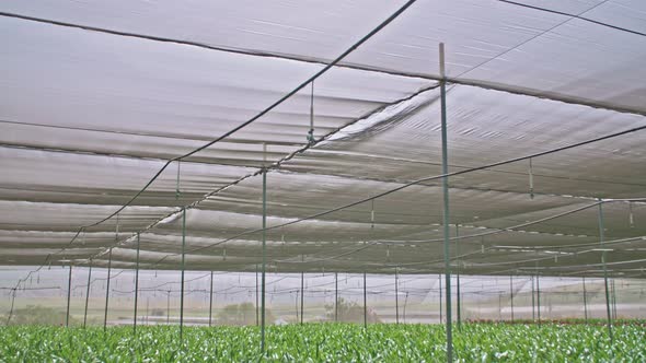 Amaryllis plants inside a large nethouse