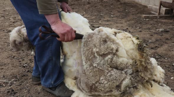 Sheep Shearing