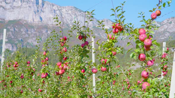 Lush Branches with Ripe Apples Hang on Iron Wires on Farm