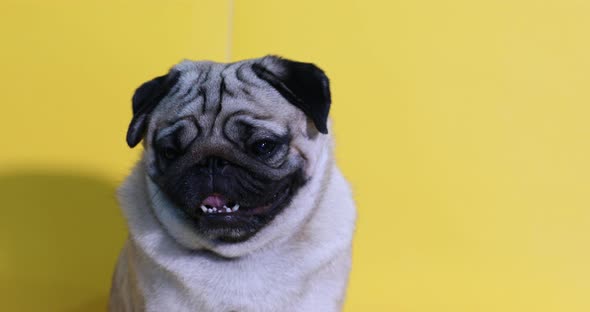 adorable dog pug breed making angry face and serious face on yellow background