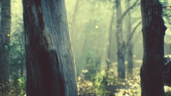 Rays of Sunlight in a Misty Forest in Autumn