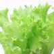 Fresh Lettuce - VideoHive Item for Sale