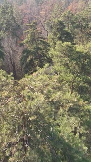 Vertical Video of an Autumn Forest During the Day