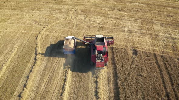 Combine Harvester Unload Collected Grain From Hopper Into The Tractor Trailer