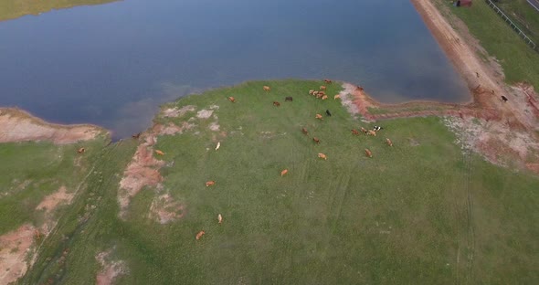 Dynamic drone shot of dairy cows grazing near a pond