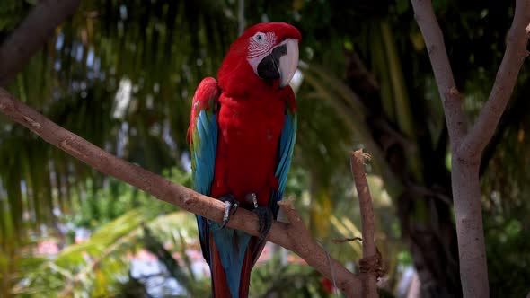 Bright red and blue parrot on a tree branch