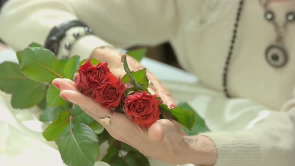 Red Roses in Woman Manicured Hands.