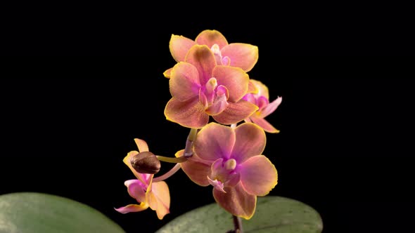 Blooming Peach Orchid Phalaenopsis Flower