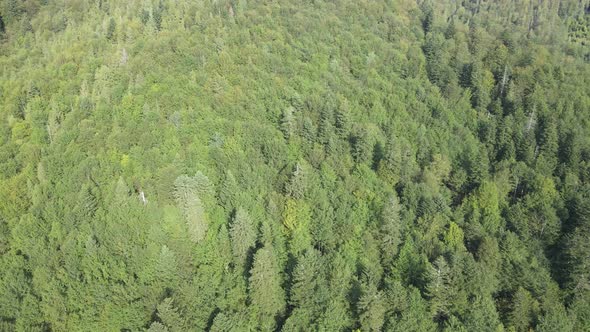 Forest in the Mountains. Aerial View of the Carpathian Mountains in Autumn. Ukraine