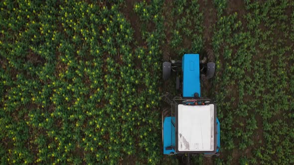 Top View of Tractor Treats Agricultural Plants on the Field