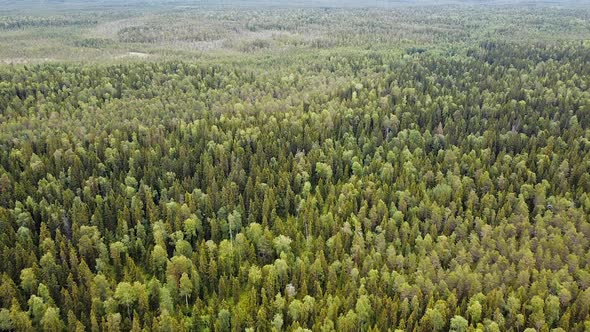 Aerial Top Down View on Forest in the Summer, Drone Shot Flying Over Tree Tops, Nature Background