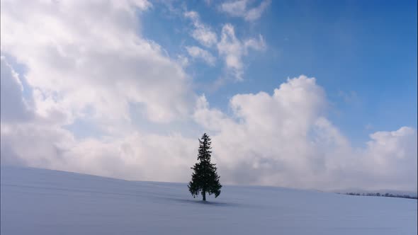 Tree and Branch stand with snow in winter