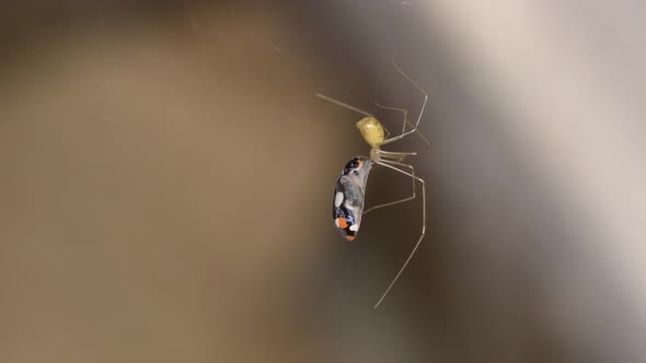 Closeup taken inside a house of a longbodied cellar spider (Pholcus phalangioides) feeding from a la