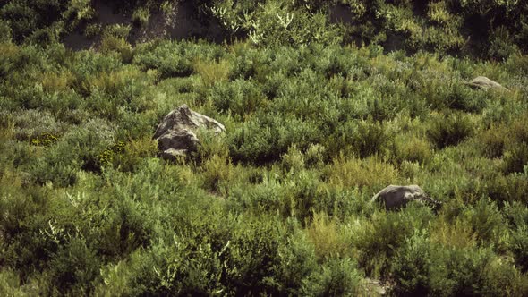 Beach Dunes with Long Grass