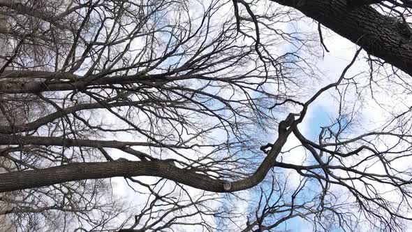 Vertical Video of the Forest with Trees Without Leaves Slow Motion