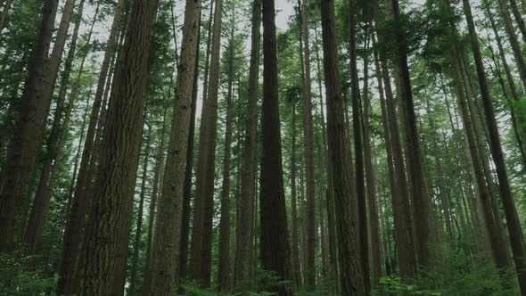 Vancouver British Columbia forest (Pacific Spirit Region)