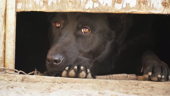 Sad tied outbred dog looks out of the booth of the shadows. Animal protection concept